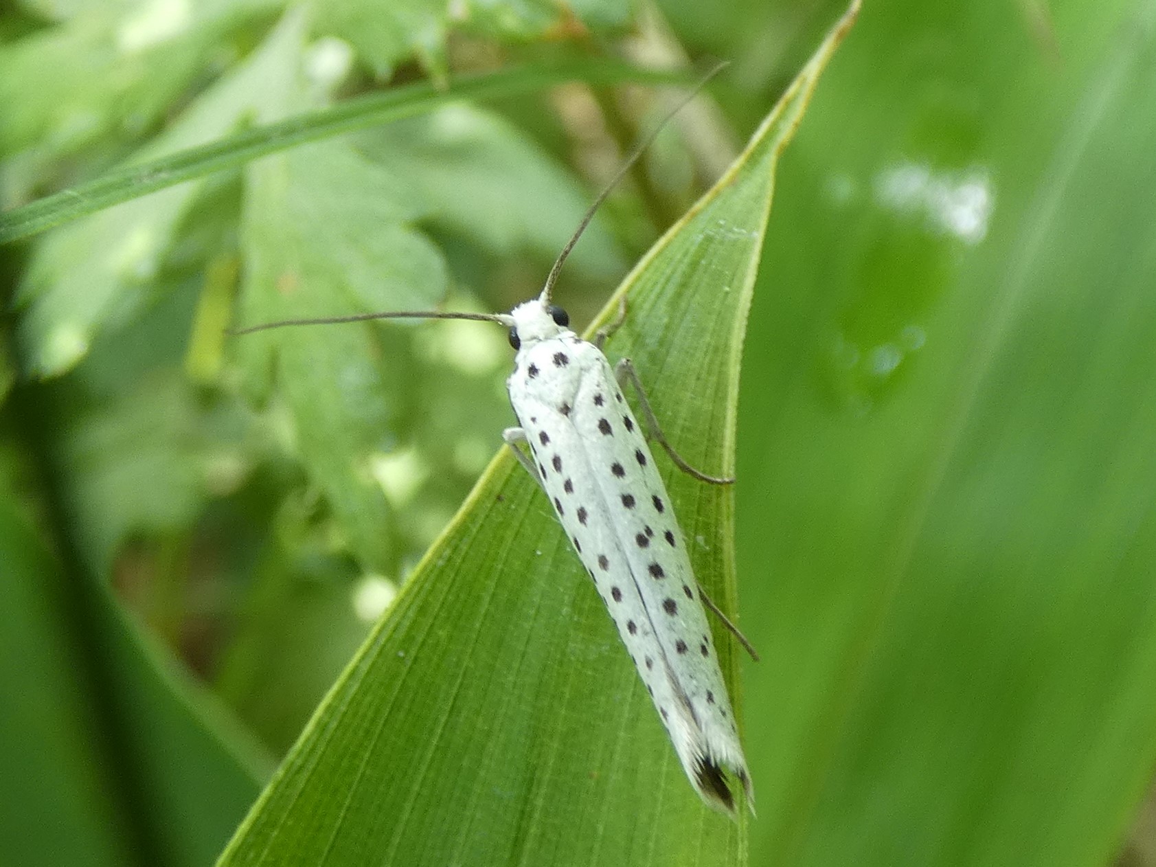 photo_1